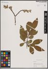 Foto von Salix caprea L.